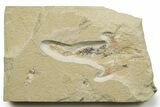 Cretaceous Crusher Fish (Coccodus) - Hjoula, Lebanon #376592-1